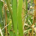 Phalaris canariensis Leaf