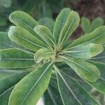 Pittosporum heterophyllum Blatt