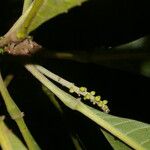 Pausandra trianae Kabuk