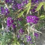 Matthiola incana Hábito