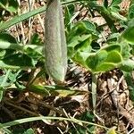 Crotalaria emarginella Fruto