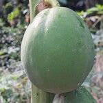 Carica papaya Fruit