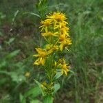 Solidago virgaureaFlor