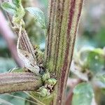 Amaranthus retroflexus Kéreg