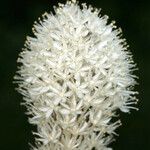 Xerophyllum tenax Blomst