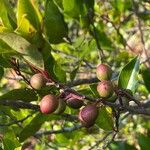 Prunus caroliniana Hedelmä