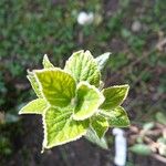 Viburnum × burkwoodii পাতা