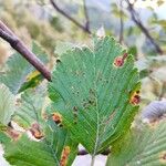 Sorbus mougeotii Levél