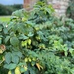 Humulus lupulusDeilen