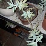 Dudleya greenei 叶