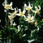 Erythronium revolutum फूल