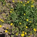 Potentilla gracilis Flower