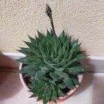 Aloe aristata Ліст