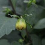 Dahlia spp. Fiore