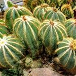 Parodia magnifica Агульны выгляд