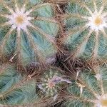 Parodia magnifica Агульны выгляд