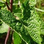 Phlomoides tuberosa Лист