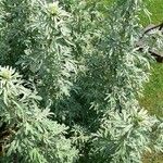 Artemisia absinthiumLeaf