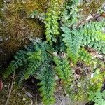 Asplenium foreziense Fuelha