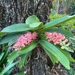 Rhynchostylis gigantea Blad