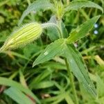 Silene latifolia autre