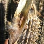 Hoodia gordonii Fruit