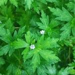 Geranium sibiricum Květ