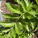 Pastinaca sativa Lapas