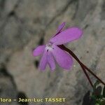 Viola cazorlensis Flower