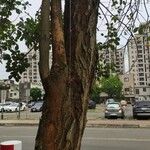 Handroanthus albus Bark