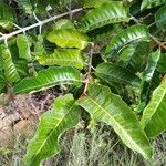 Harungana madagascariensis Hoja