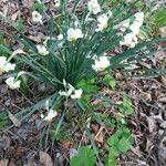 Narcissus tazetta Flor