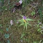 Melampyrum subalpinum Flor