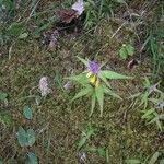 Melampyrum subalpinum Квітка