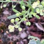 Lepidium ruderale Cvet