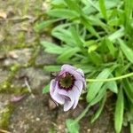 Dimorphotheca jucunda Çiçek