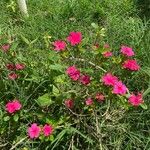 Catharanthus roseusFlower