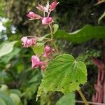 Begonia picta