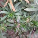 Iberis carnosa Hoja