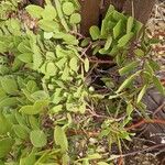 Arctostaphylos patula Leaf