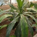 Dracaena fragrans Folha