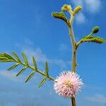 Mimosa pigra Çiçek