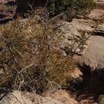 Amelanchier utahensis Habit