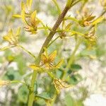 Cleome oxypetala Flors