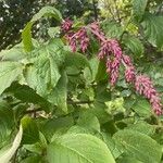 Syringa komarowii Flower