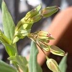 Vaccaria hispanica その他の提案