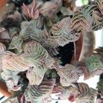 Crassula capitella Blad