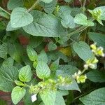 Salvia tiliifolia ഇല