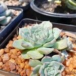 Echeveria derenbergii Foglia