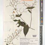 Isoglossa vestita Other
